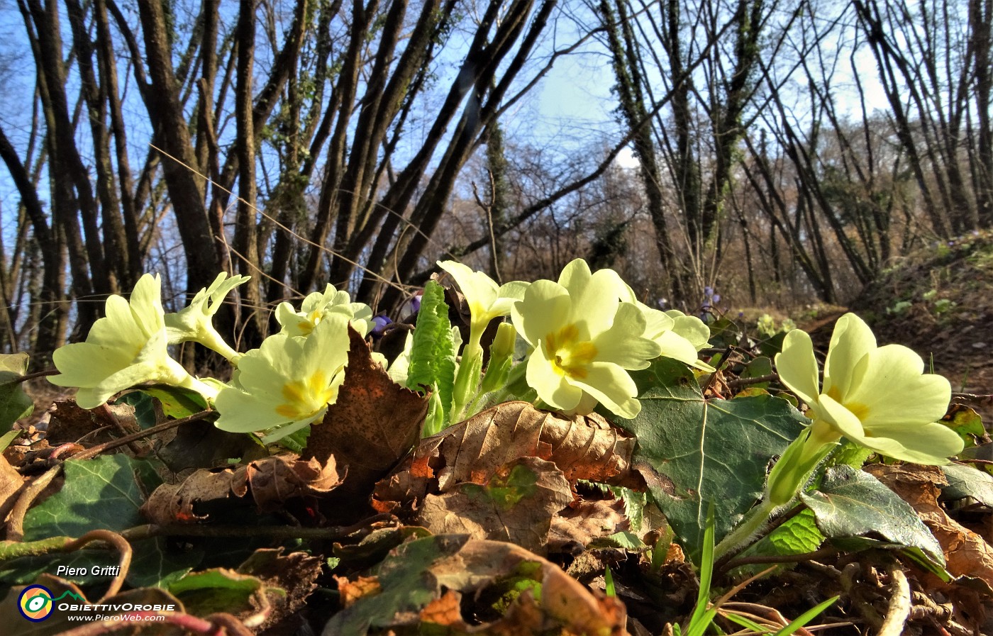 22 Bouquet di primule gialle per i carpini neri.JPG